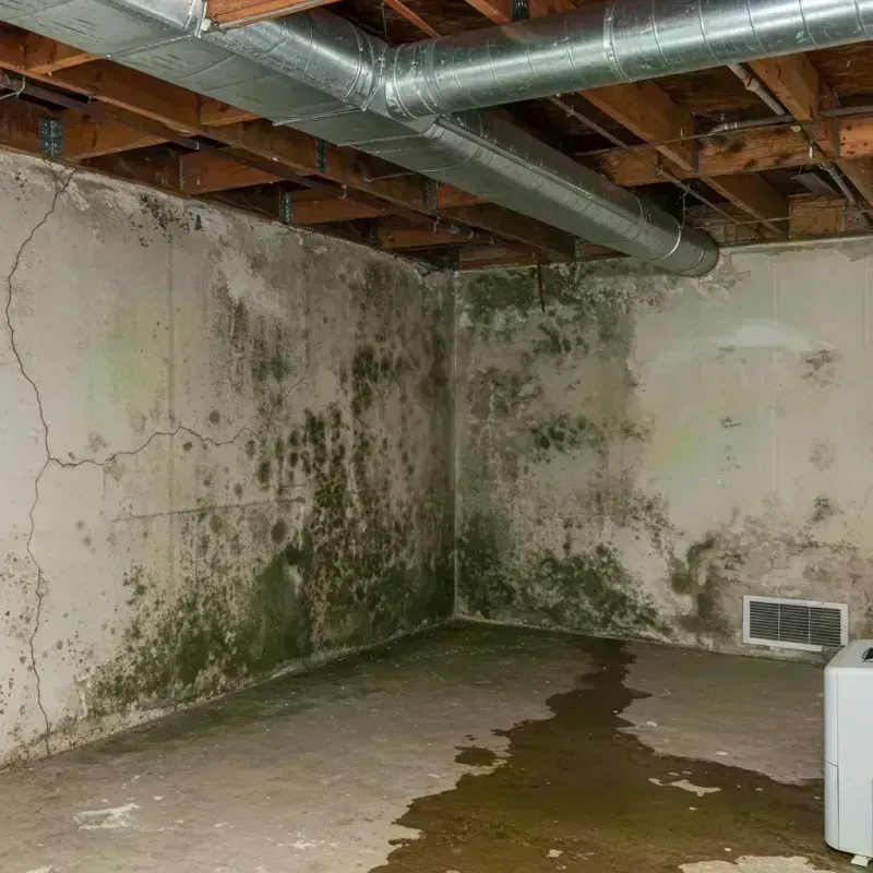 Professional Mold Removal in Franklin County, MO